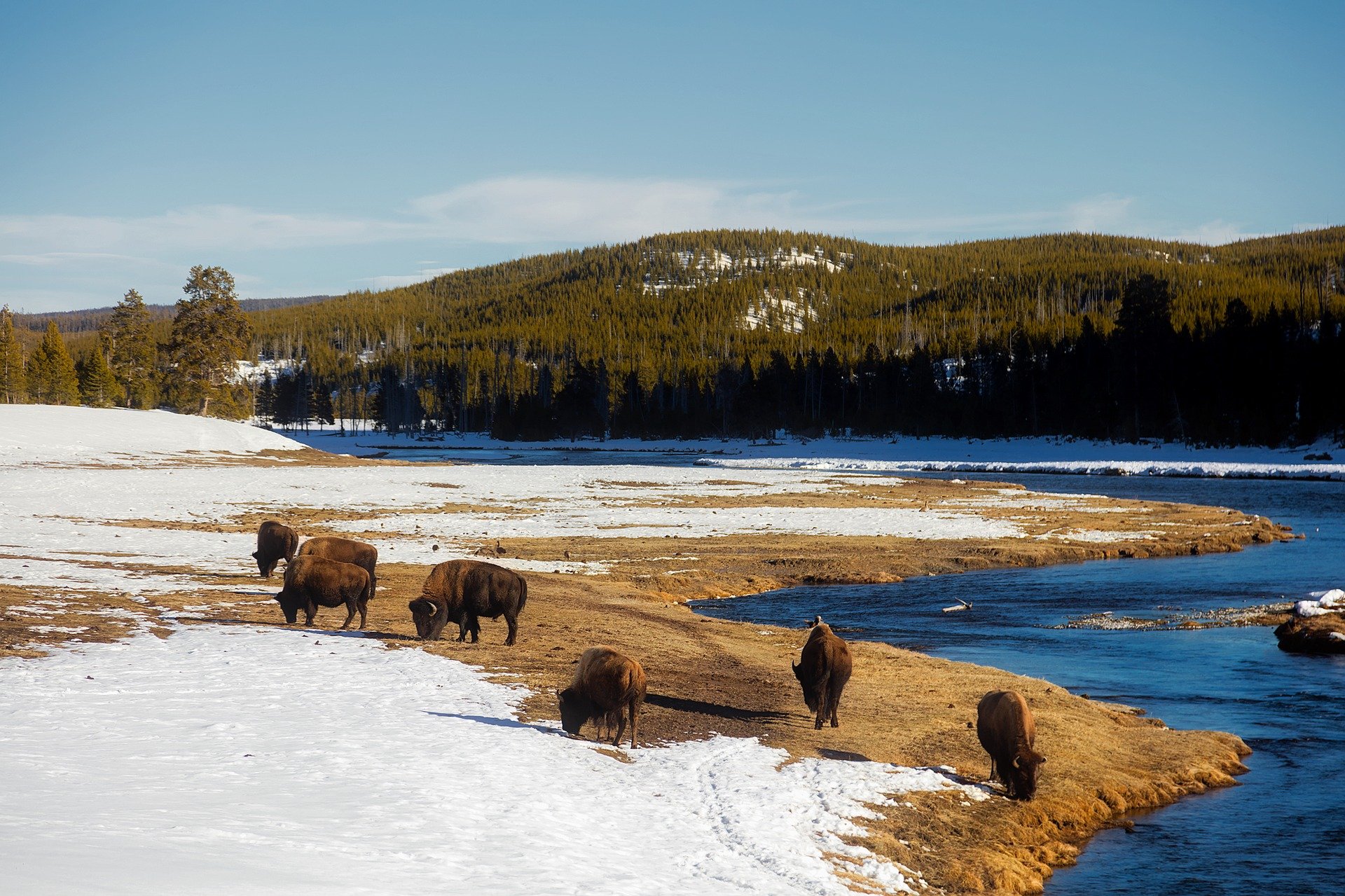 USA-yellowstone-biisoni-1920