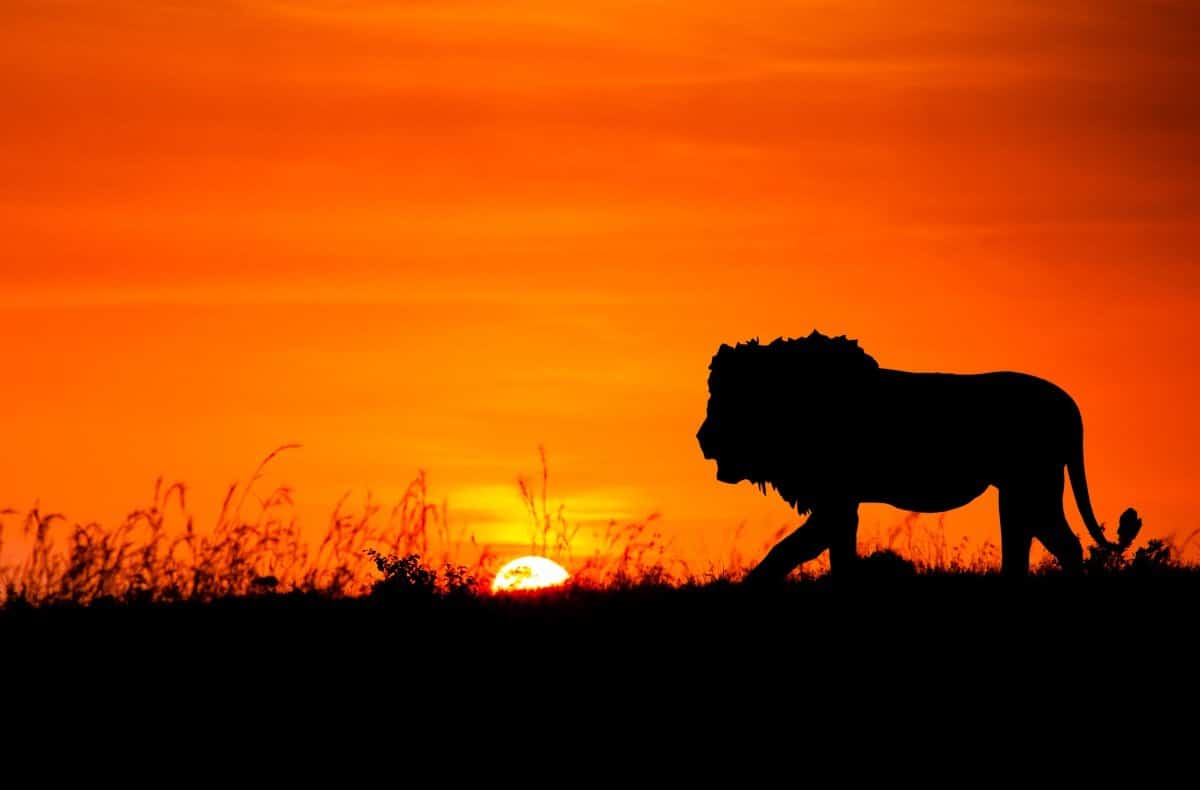Leijona Safarilla Afrikka auringonlasku