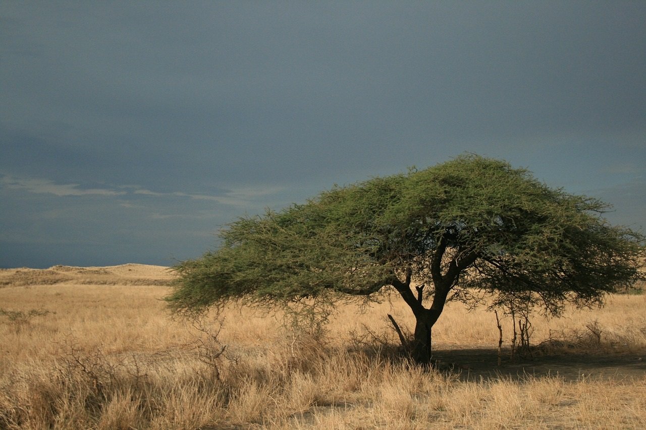 Savannilla