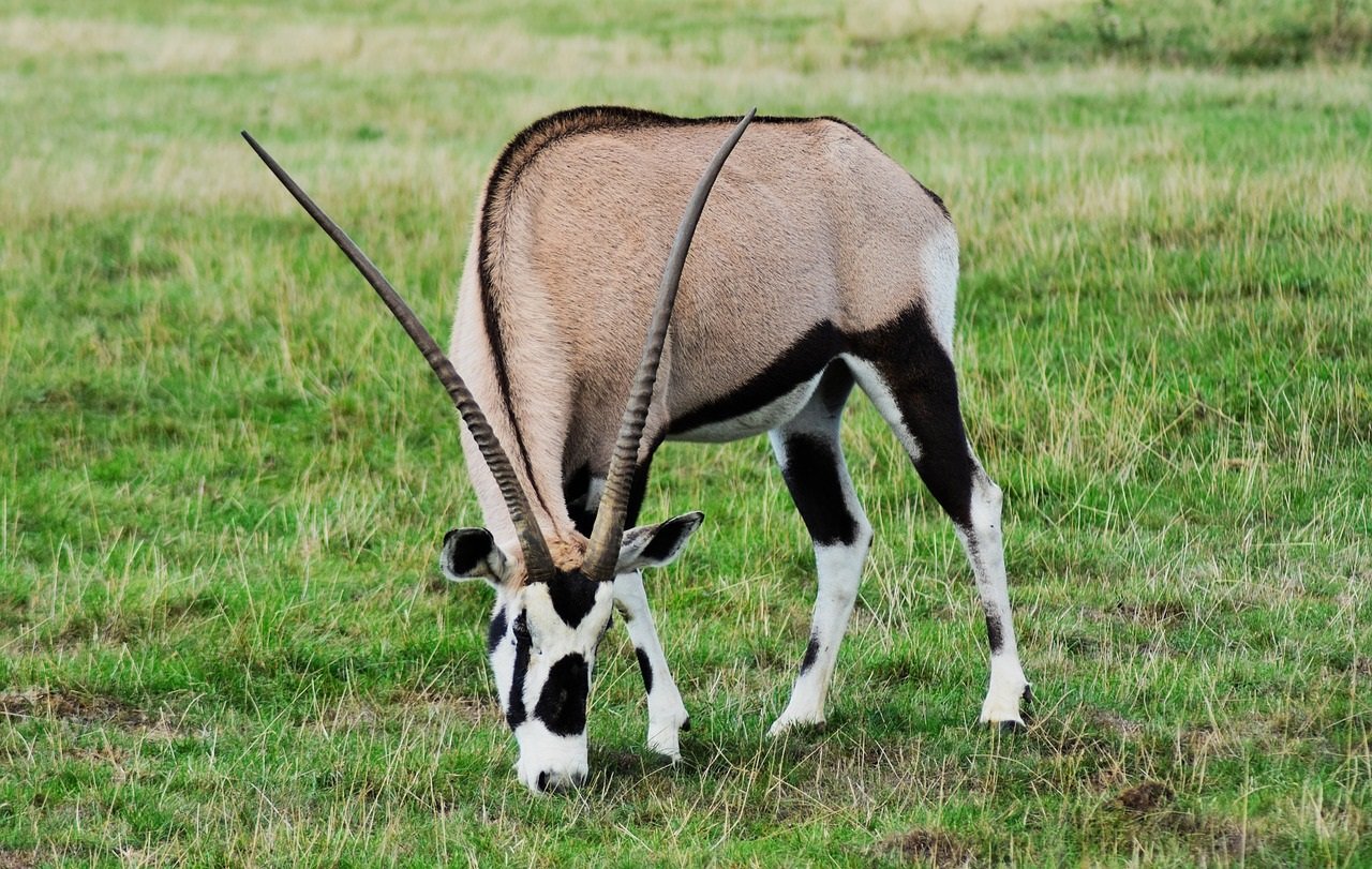 Antilooppi