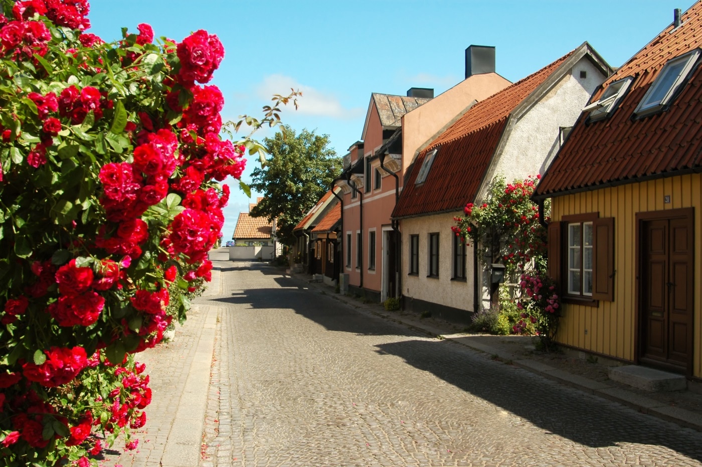 Gotlanti Visby Ruusut