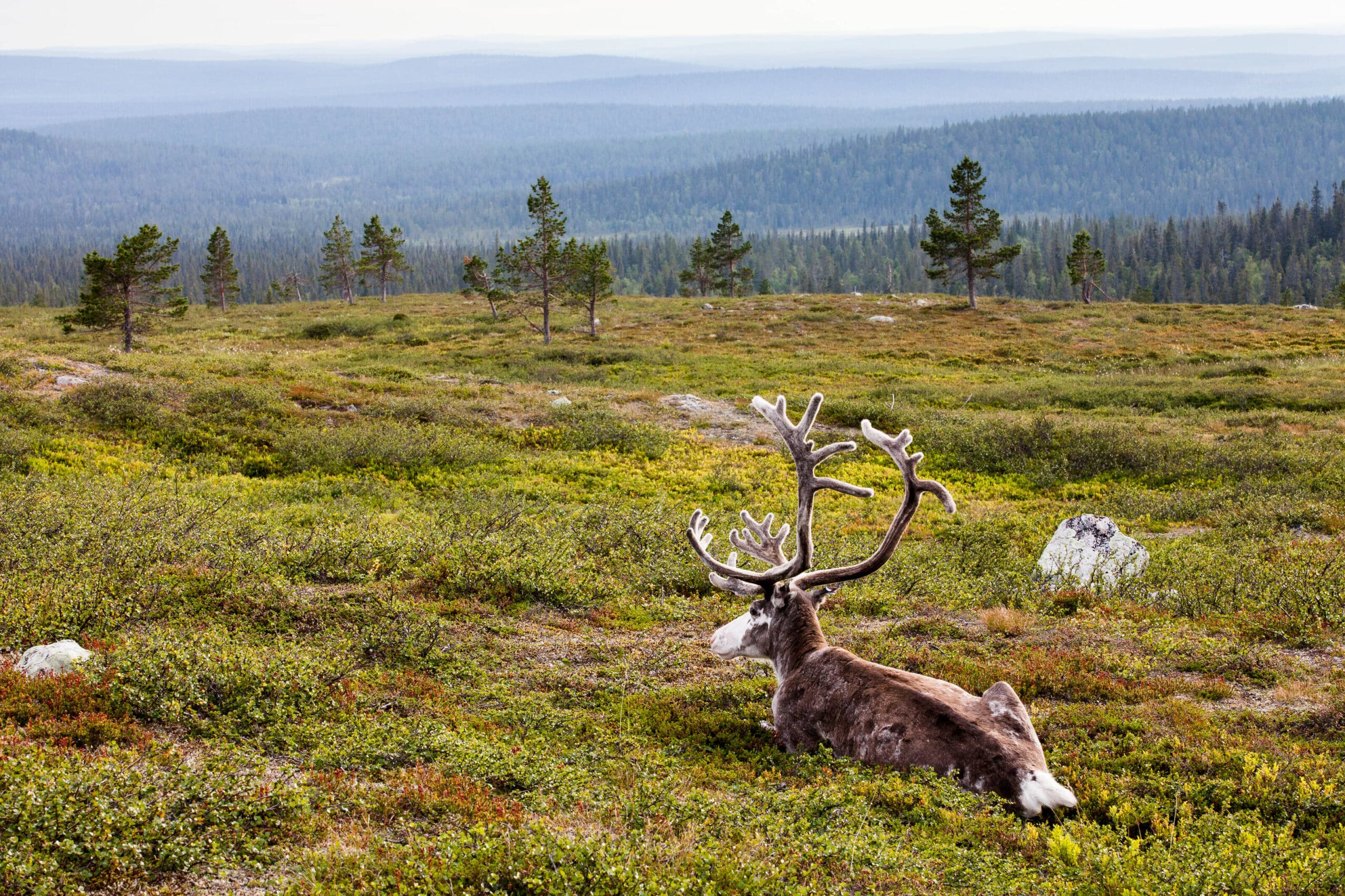 Ivalo - Utsjoki Fly&Drive